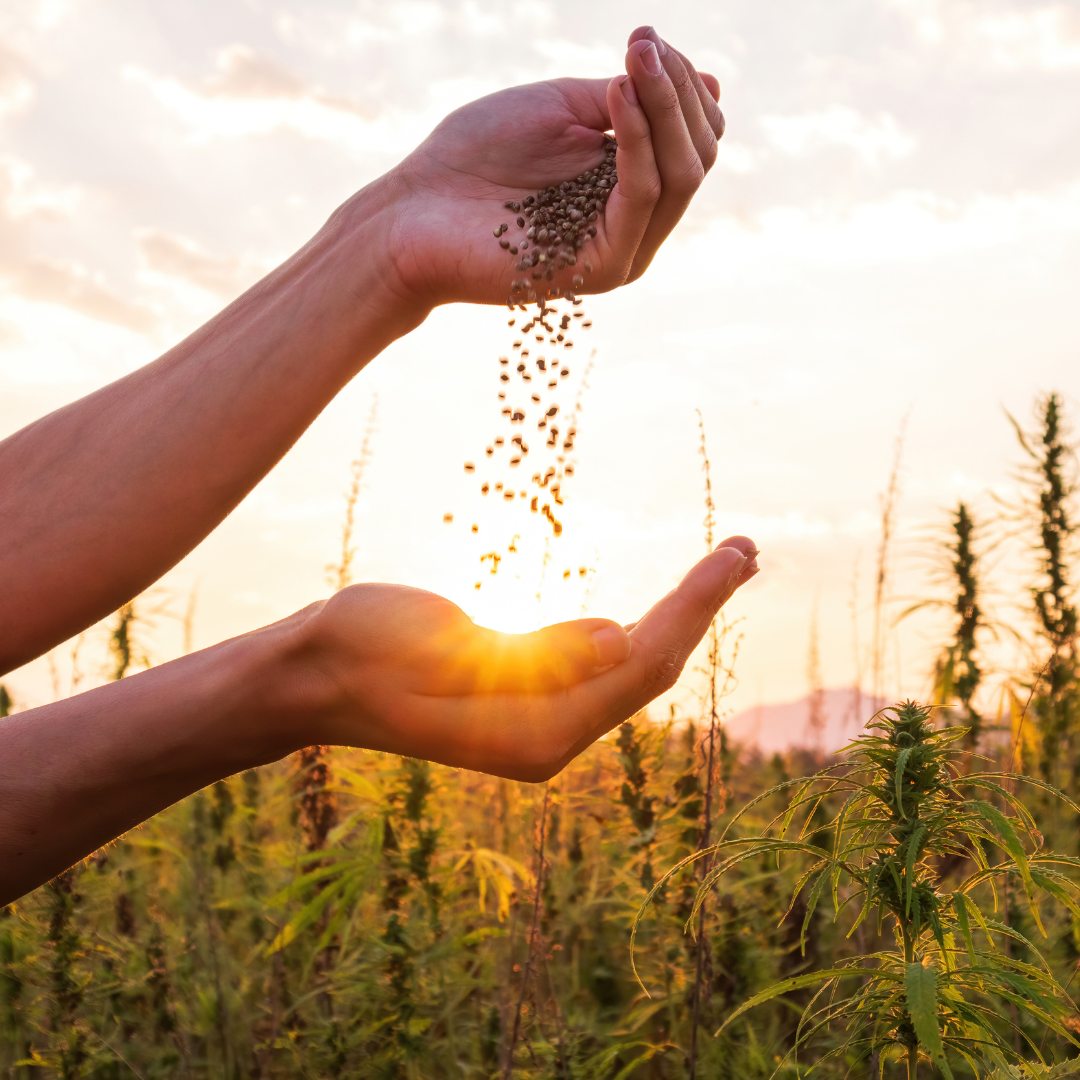 CANAPA: i semi e l’olio della cannabis sativa